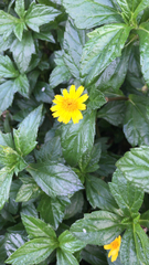 Sphagneticola trilobata