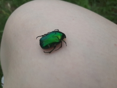 Cetonia aurata