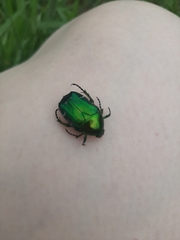 Cetonia aurata