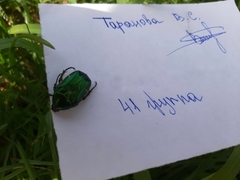 Cetonia aurata