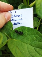 Camponotus vagus