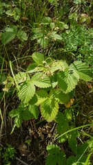 Fragaria orientalis