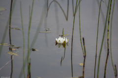 Nymphaea candida