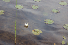 Nymphaea candida