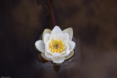 Nymphaea candida