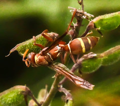 Polistes badius