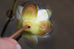 Nymphaea candida