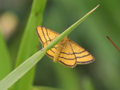 Idaea aureolaria