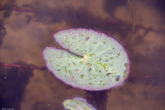Nymphaea candida