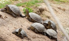 Mauremys leprosa leprosa