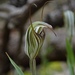 Pterostylis alata - Photo (c) safia_maher，保留部份權利CC BY-NC
