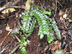 Capparis arborea