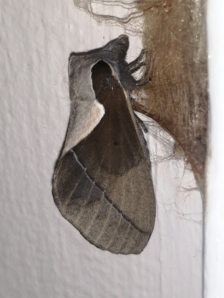 Stoermeriana