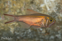 Optivus agastos