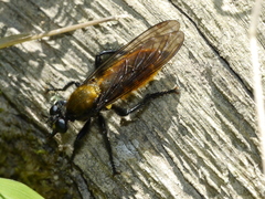 Laphria sericea