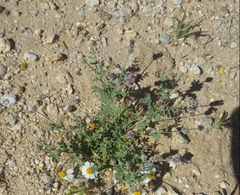 Astragalus didymocarpus