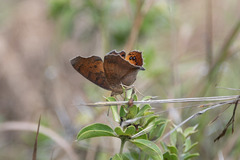 Catacroptera cloanthe cloanthe