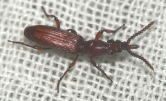 Amorphocephala coronata
