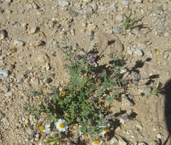 Astragalus didymocarpus