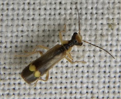Malthinus seriepunctatus