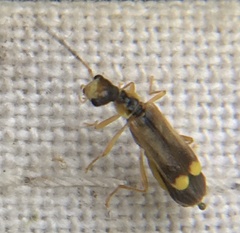 Malthinus seriepunctatus