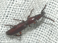 Amorphocephala coronata