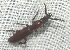 Amorphocephala coronata