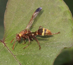 Polistes badius