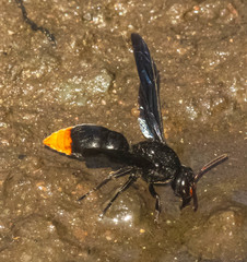 Synagris