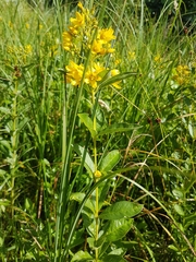 Lysimachia vulgaris