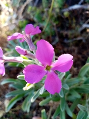 Matthiola