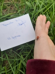 Lilioceris lilii