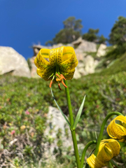 Lilium pyrenaicum