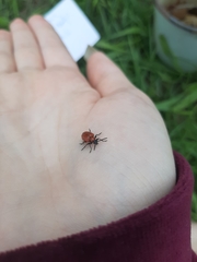 Lilioceris lilii