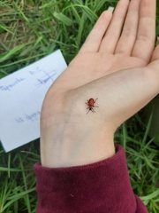 Lilioceris lilii