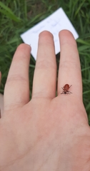 Lilioceris lilii