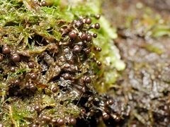 Elaeomyxa cerifera