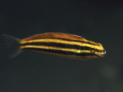 Petroscirtes fallax