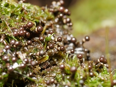 Elaeomyxa cerifera