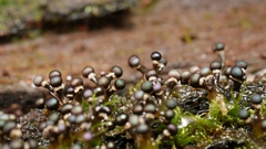 Elaeomyxa cerifera