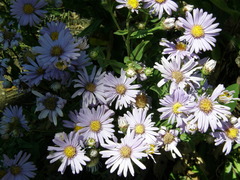 Aster amellus bessarabicus