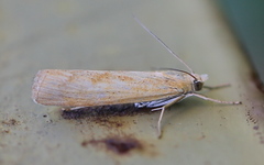 Pediasia luteella