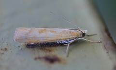 Pediasia luteella