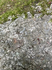 Pristomyrmex punctatus