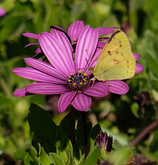 Colias electo electo
