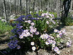 Aster amellus bessarabicus