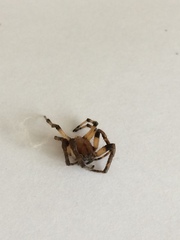 Araneus quadratus