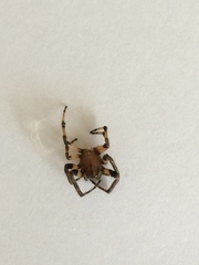 Araneus quadratus