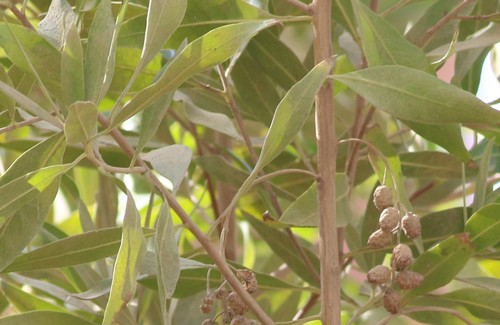 Conocarpus image