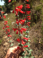 Penstemon murrayanus